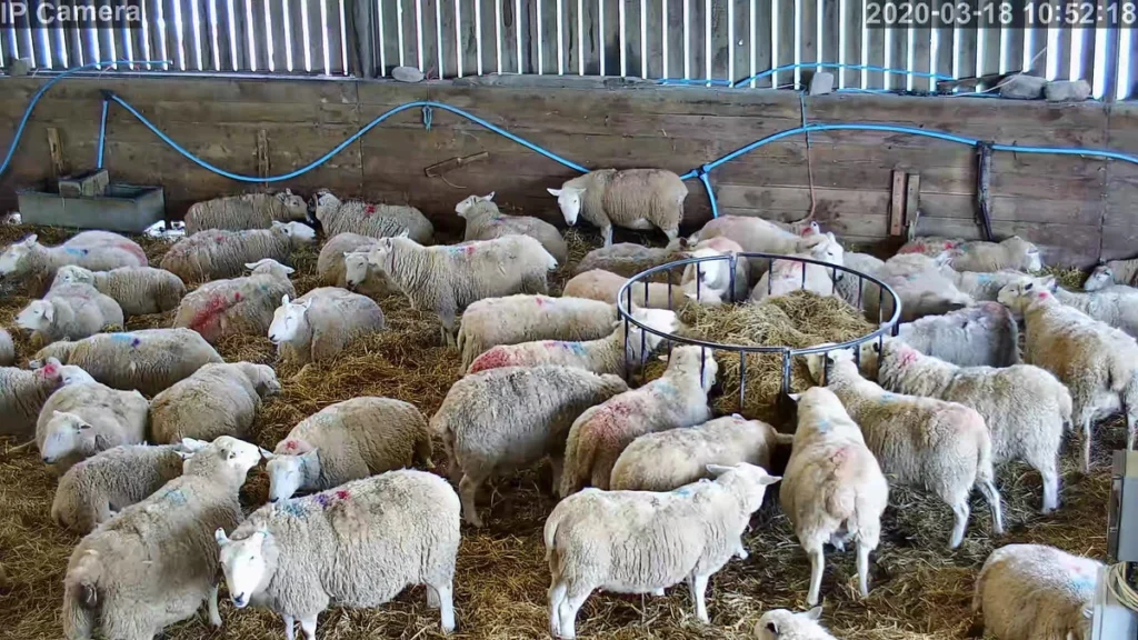 Platus avių būrio vaizdas tvarte su šėrimo loviu centre - lauko stebėjimo kameros